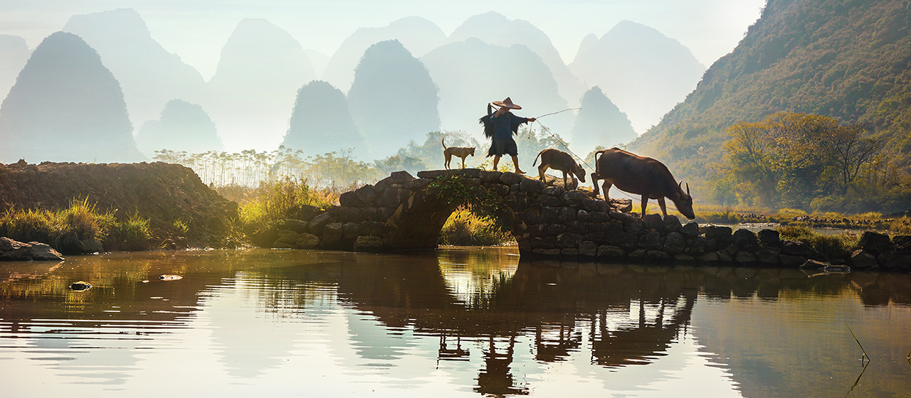 A traditional Chinese fisherman with a cormorant and water buffalo on a bridge in a misty landscape