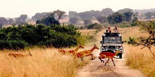 Safari travel experience in Uganda